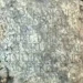 Lost Roman Gravestone Discovered in New Orleans Backyard After 80 Years Missing - Susann Lusnia via AP