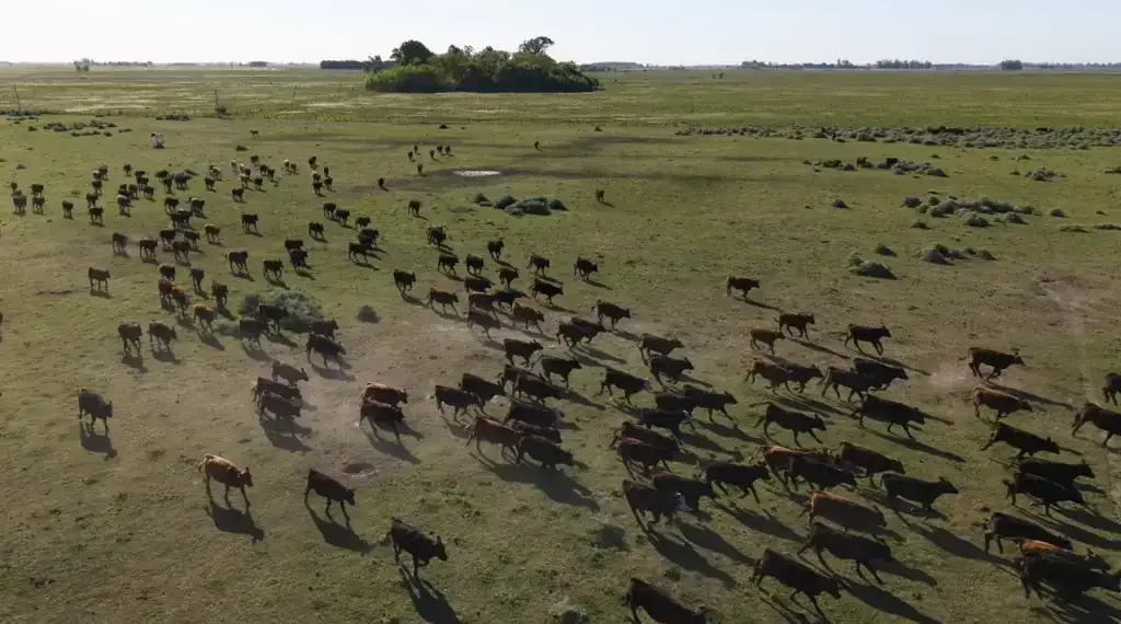 U.S. Ranchers Reject Trump’s Plan to Import More Argentine Beef - AP Photo/Rodrigo Abd