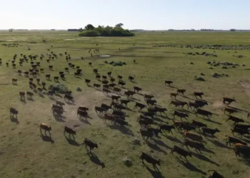 U.S. Ranchers Reject Trump’s Plan to Import More Argentine Beef - AP Photo/Rodrigo Abd