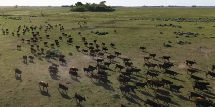 U.S. Ranchers Reject Trump’s Plan to Import More Argentine Beef - AP Photo/Rodrigo Abd