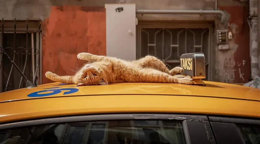Catstanbul: Istanbul’s Cats Rule Streets and Culture - Marcel Heijnen/BBC