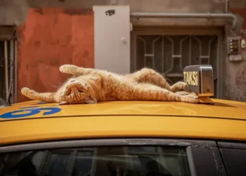 Catstanbul: Istanbul’s Cats Rule Streets and Culture - Marcel Heijnen/BBC