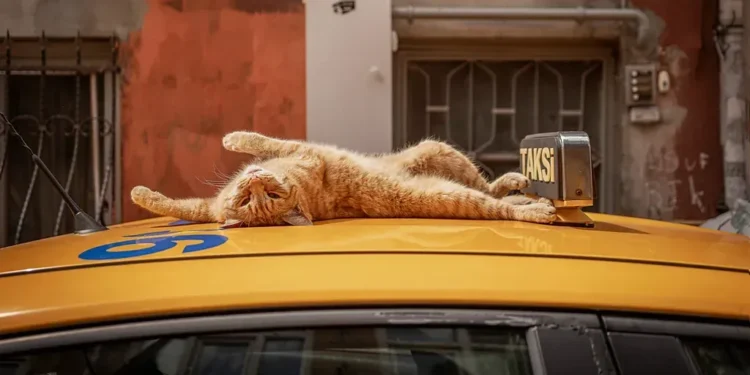 Catstanbul: Istanbul’s Cats Rule Streets and Culture - Marcel Heijnen/BBC