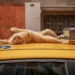 Catstanbul: Istanbul’s Cats Rule Streets and Culture - Marcel Heijnen/BBC
