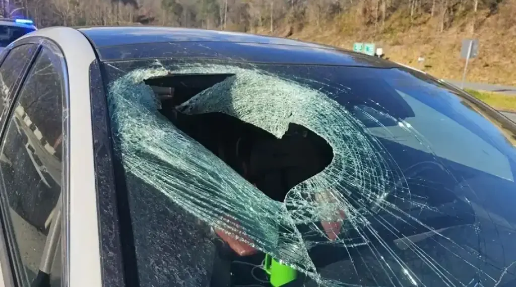 North Carolina Driver Claims Bald Eagle Dropped Cat Through Windshield, Officials Investigate - N.C State Highway Patrol Public Information Office via AP