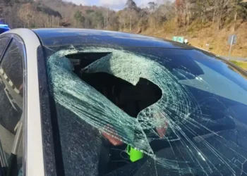 North Carolina Driver Claims Bald Eagle Dropped Cat Through Windshield, Officials Investigate - N.C State Highway Patrol Public Information Office via AP