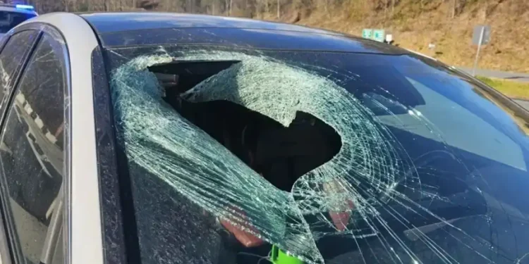 North Carolina Driver Claims Bald Eagle Dropped Cat Through Windshield, Officials Investigate - N.C State Highway Patrol Public Information Office via AP