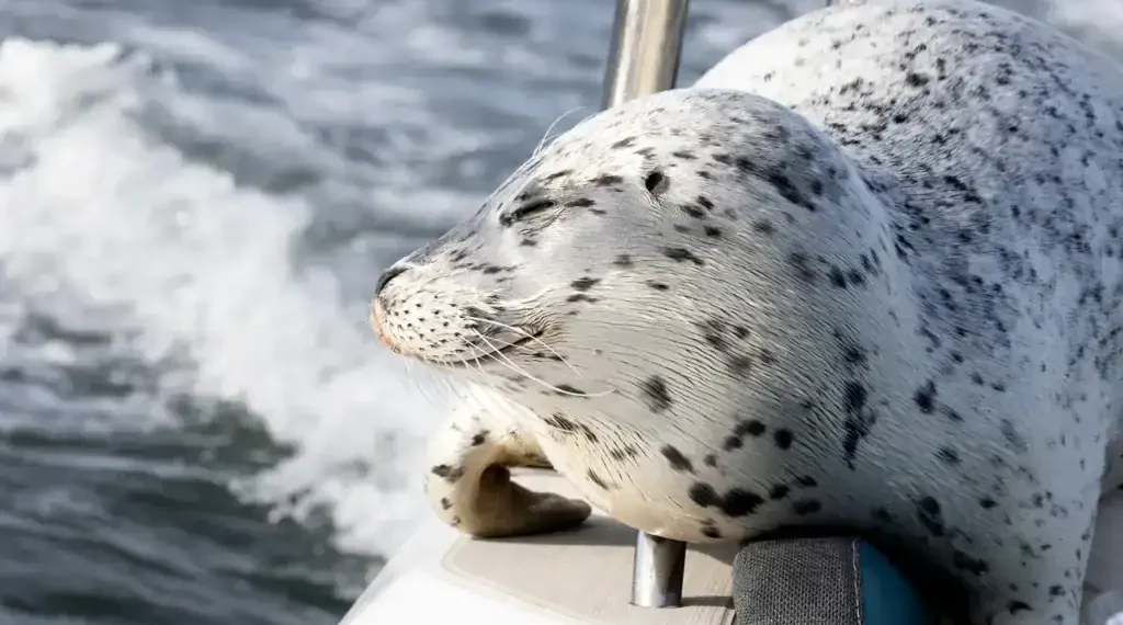 Seal Survives Orca Hunt by Jumping Onto Photographer’s Boat in Dramatic Salish Sea Encounter - Charvet Drucker via AP