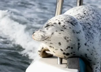 Seal Survives Orca Hunt by Jumping Onto Photographer’s Boat in Dramatic Salish Sea Encounter - Charvet Drucker via AP