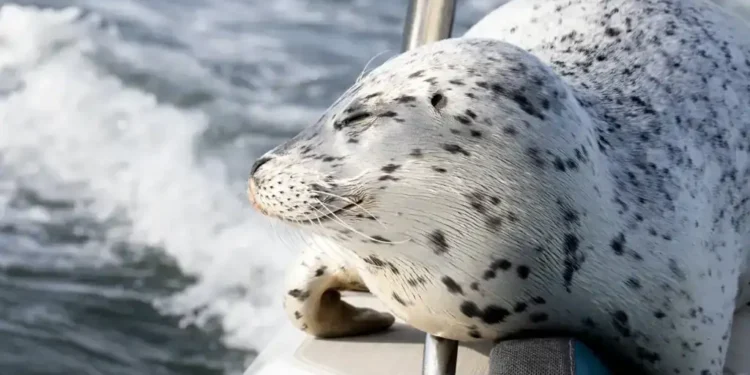 Seal Survives Orca Hunt by Jumping Onto Photographer’s Boat in Dramatic Salish Sea Encounter - Charvet Drucker via AP