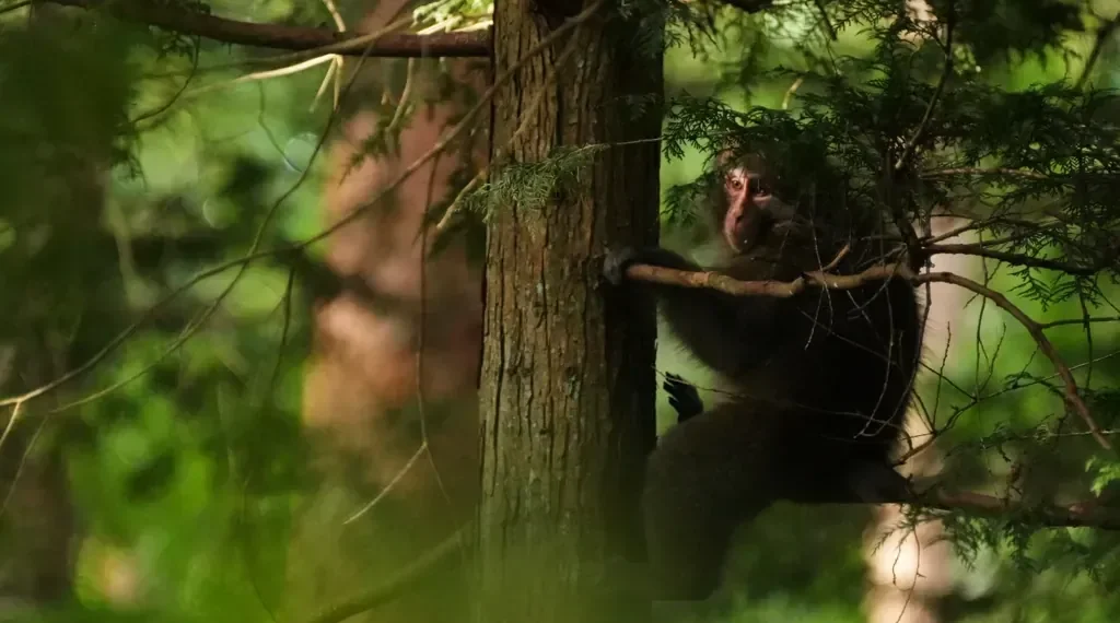Residents in Japan’s Northern Alps Deploy Teams to Manage Monkeys Near Homes and Farms - AP Photo/Hiro Komae