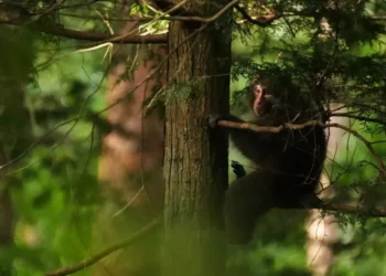 Residents in Japan’s Northern Alps Deploy Teams to Manage Monkeys Near Homes and Farms - AP Photo/Hiro Komae