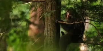 Residents in Japan’s Northern Alps Deploy Teams to Manage Monkeys Near Homes and Farms - AP Photo/Hiro Komae