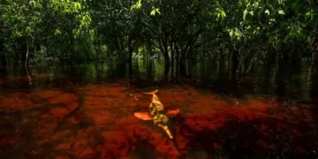 Amazon’s Pink Dolphins Caught Stealing Fish in Rare Underwater Photos - Thomas Peschak via BBC