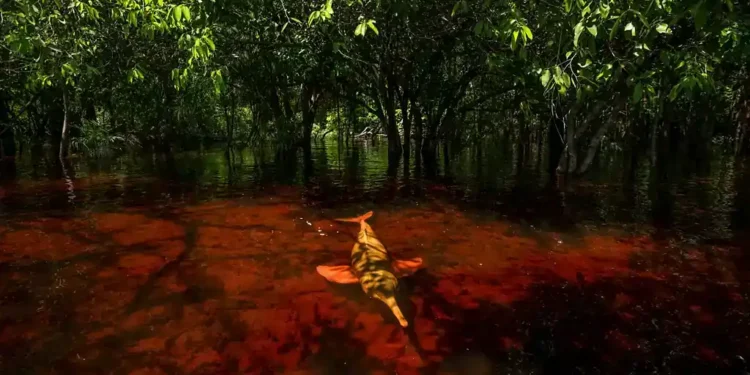 Amazon’s Pink Dolphins Caught Stealing Fish in Rare Underwater Photos - Thomas Peschak via BBC
