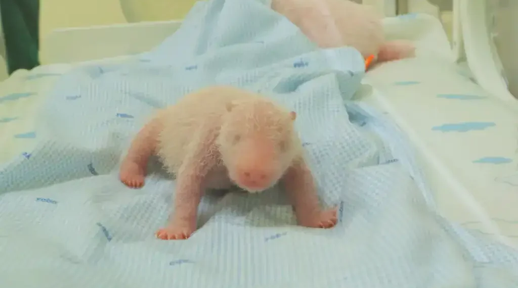 Newborn panda cub cared for at Indonesia safari park - Taman Safari Indonesia via AP