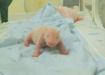Newborn panda cub cared for at Indonesia safari park - Taman Safari Indonesia via AP