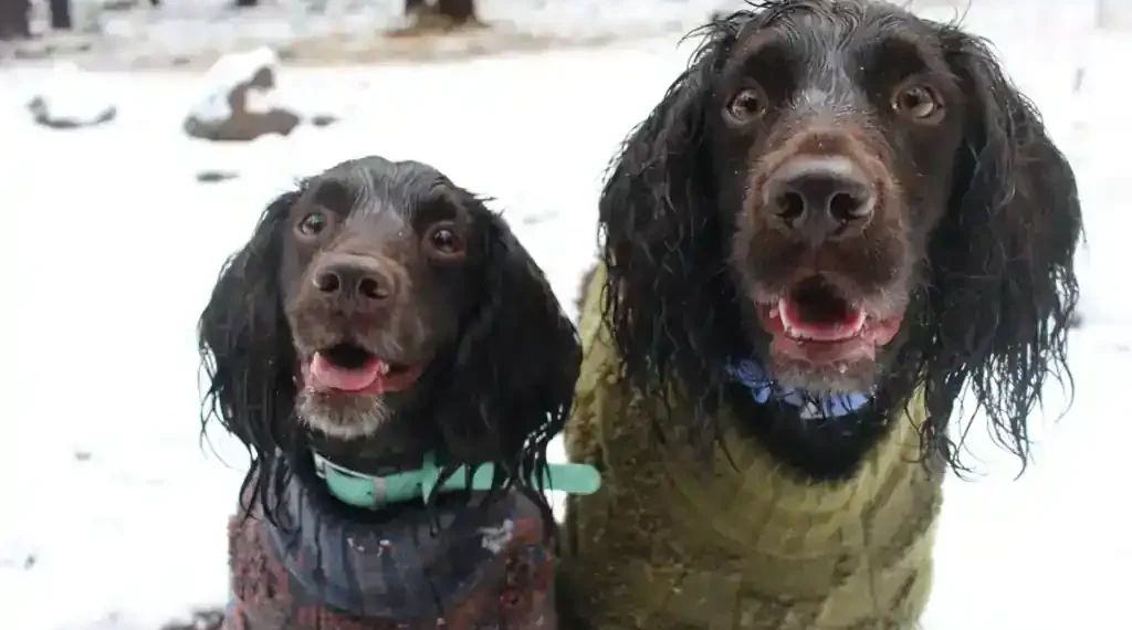 Dog wearing sweater walking in snow safely - AP Photo/Cheyanne Mumphrey