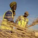 Refugee firefighters training with branches in Mauritania desert - AP Photo/Caitlin Kelly