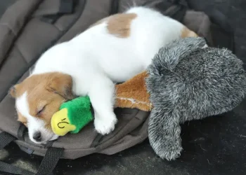 Dog resting calmly in kennel with soft music playing nearby - AP Photo/Kerstin Joennson,File