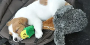 Dog resting calmly in kennel with soft music playing nearby - AP Photo/Kerstin Joennson,File