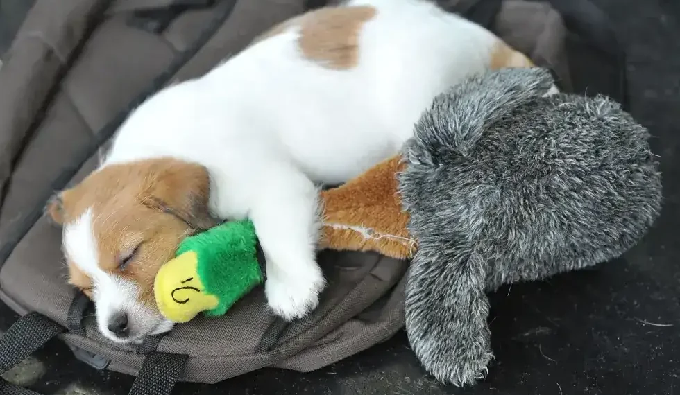 Dog resting calmly in kennel with soft music playing nearby - AP Photo/Kerstin Joennson,File