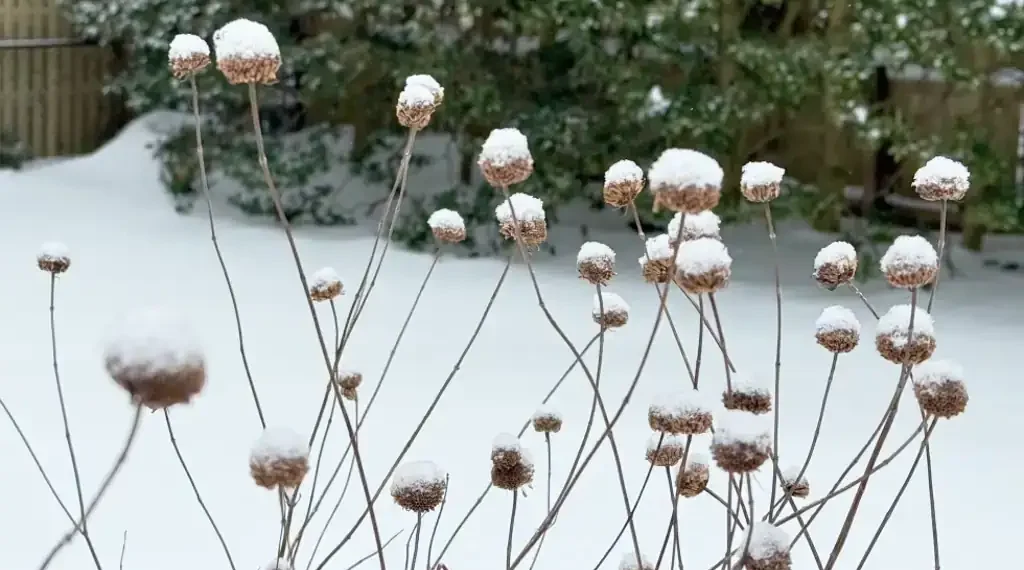 Snow covering garden beds and evergreen trees during winter - AP Photo/Julia Rubin