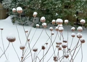 Snow covering garden beds and evergreen trees during winter - AP Photo/Julia Rubin