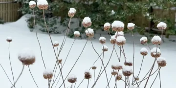 Snow covering garden beds and evergreen trees during winter - AP Photo/Julia Rubin