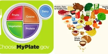 Inverted U.S. food pyramid highlighting meat, dairy, fruits and vegetables - USDA