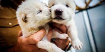 Cryogenic biobank facility storing endangered species samples in Dubai museum - Colossal Biosciences/CNN