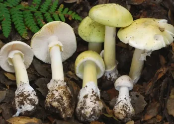 Death cap mushroom growing under oak tree in California park - CDPH via AP