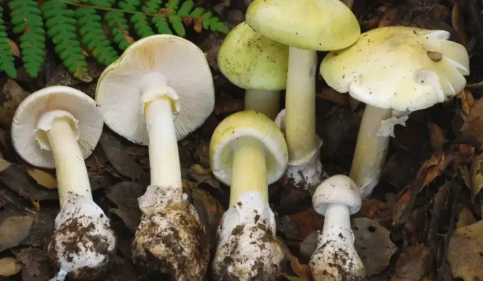 Death cap mushroom growing under oak tree in California park - CDPH via AP