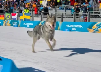 Dog runs across Milan-Cortina Olympic cross-country course - Olympic Broadcasting Services via AP