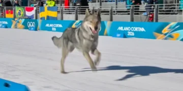 Dog runs across Milan-Cortina Olympic cross-country course - Olympic Broadcasting Services via AP