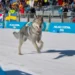 Dog runs across Milan-Cortina Olympic cross-country course - Olympic Broadcasting Services via AP