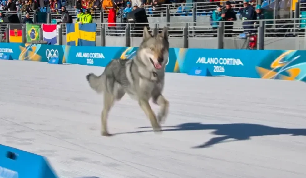 Dog runs across Milan-Cortina Olympic cross-country course - Olympic Broadcasting Services via AP