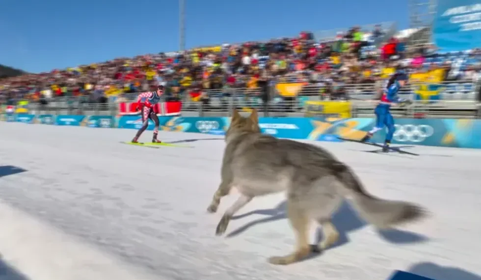 Dog runs across Milan-Cortina Olympic cross-country course - Olympic Broadcasting Services via AP
