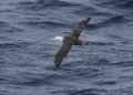 Waved albatross flying over Pacific waters off California coast - Melody Baran/University of California, San Diego-Scripps Institution of Oceanography via AP