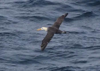 Waved albatross flying over Pacific waters off California coast - Melody Baran/University of California, San Diego-Scripps Institution of Oceanography via AP
