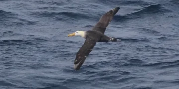 Waved albatross flying over Pacific waters off California coast - Melody Baran/University of California, San Diego-Scripps Institution of Oceanography via AP