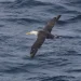 Waved albatross flying over Pacific waters off California coast - Melody Baran/University of California, San Diego-Scripps Institution of Oceanography via AP