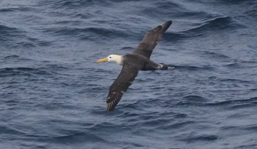 Waved albatross flying over Pacific waters off California coast - Melody Baran/University of California, San Diego-Scripps Institution of Oceanography via AP