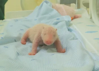 Newborn giant panda cub in Indonesian conservation park incubator - Taman Safari Indonesia via AP