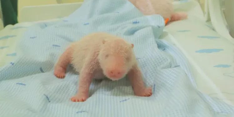 Newborn giant panda cub in Indonesian conservation park incubator - Taman Safari Indonesia via AP