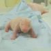 Newborn giant panda cub in Indonesian conservation park incubator - Taman Safari Indonesia via AP