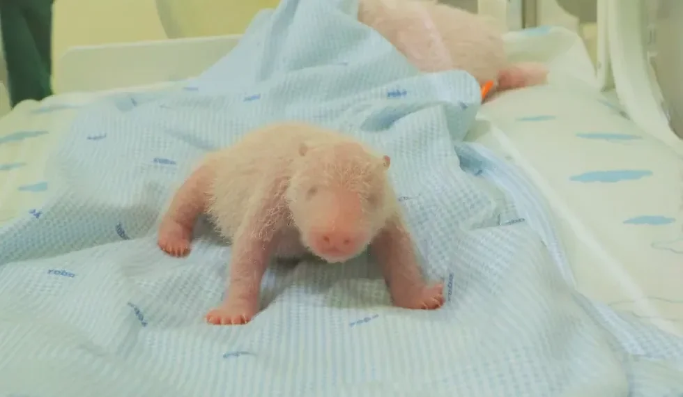 Newborn giant panda cub in Indonesian conservation park incubator - Taman Safari Indonesia via AP