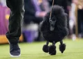 Couples and handlers preparing dogs at the Westminster Dog Show ringside - AP Photo/Angelina Katsanis