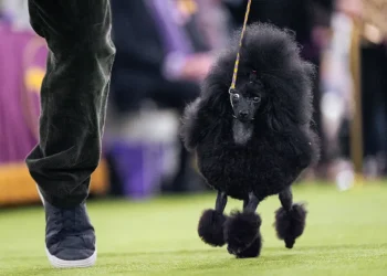 Couples and handlers preparing dogs at the Westminster Dog Show ringside - AP Photo/Angelina Katsanis