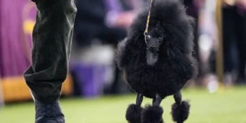 Couples and handlers preparing dogs at the Westminster Dog Show ringside - AP Photo/Angelina Katsanis